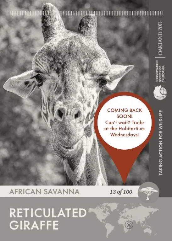 Giraffe Unavailable