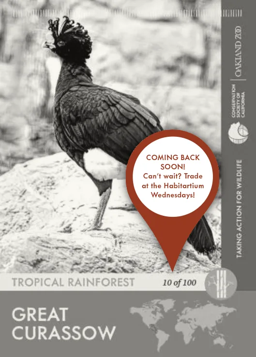 Great Curassow Unavailable