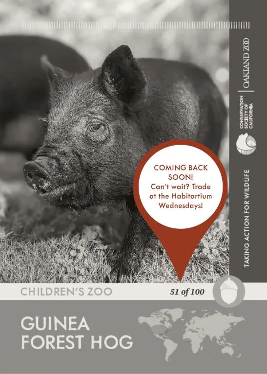 Guinea Hog Unavailable 1