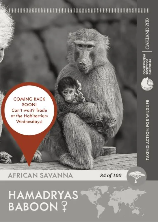 Hamadryas Baboon f Unavailable