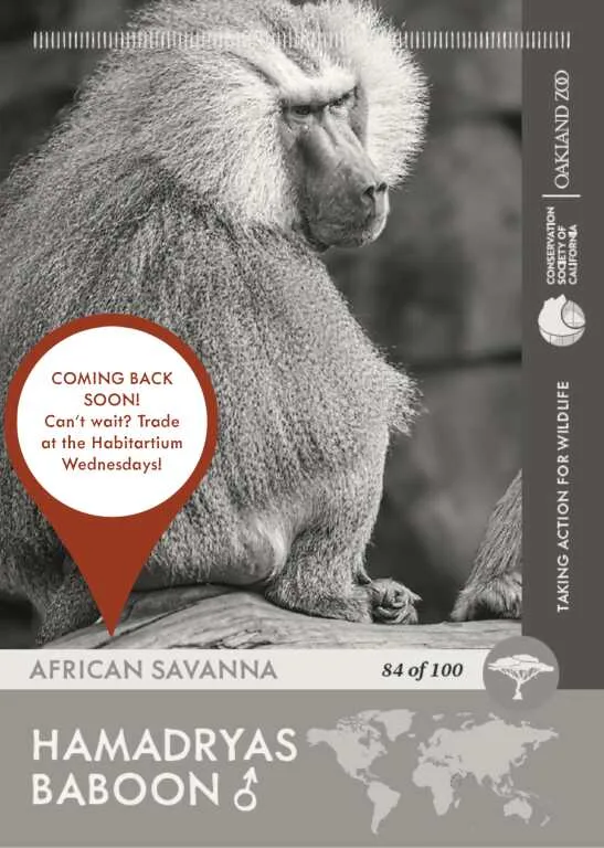 Hamadryas Baboon m Unavailable