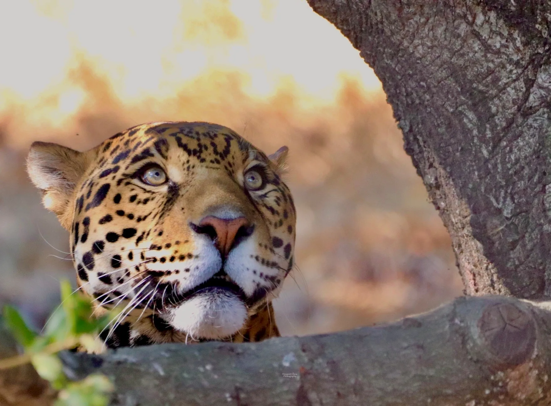Lucha Jaguar 2 MargaretChow