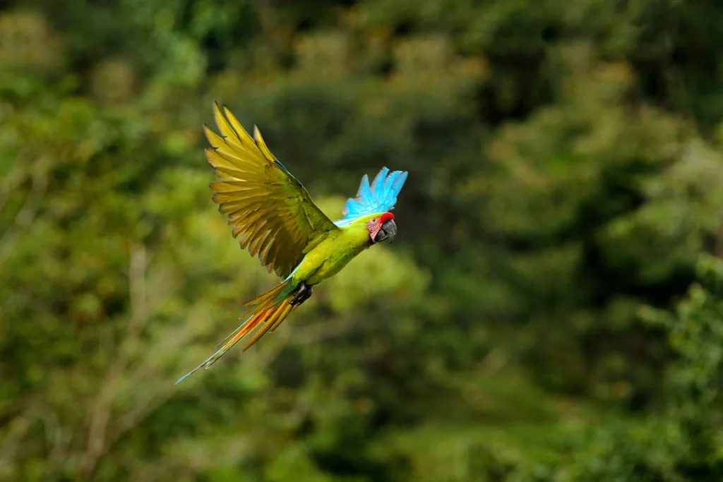 Macaws