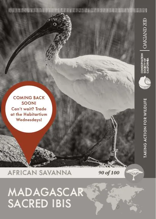 Madagascar Sacred Ibis Unavailable