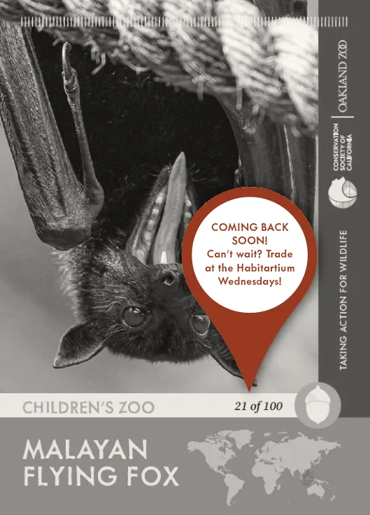 Malayan Flying Fox Unavailable