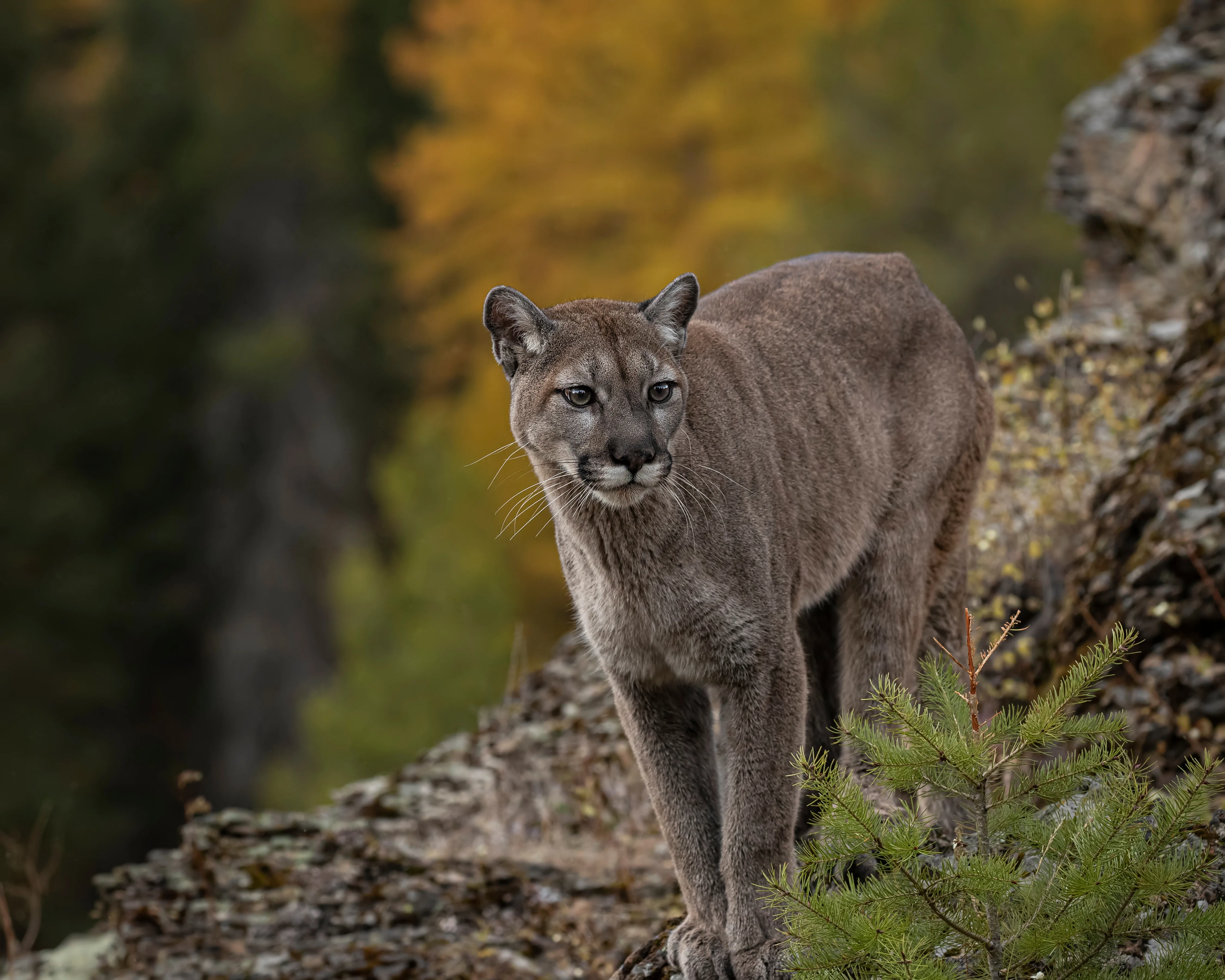 MountainLion 306564177