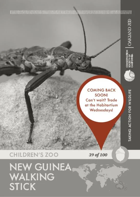 New Guinea Walking Stick Unavailable