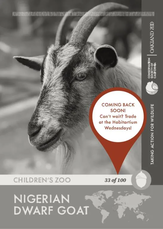 Nigerian Dwarf Goat Unavailable