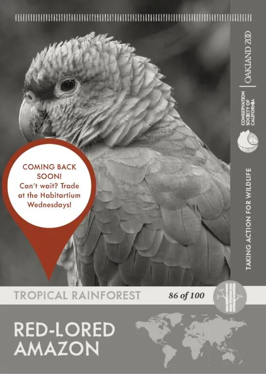 Red Lored Amazon Unavailable
