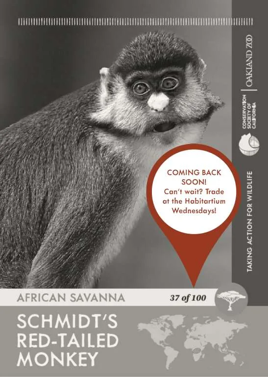Red Tailed Monkey Unavailable