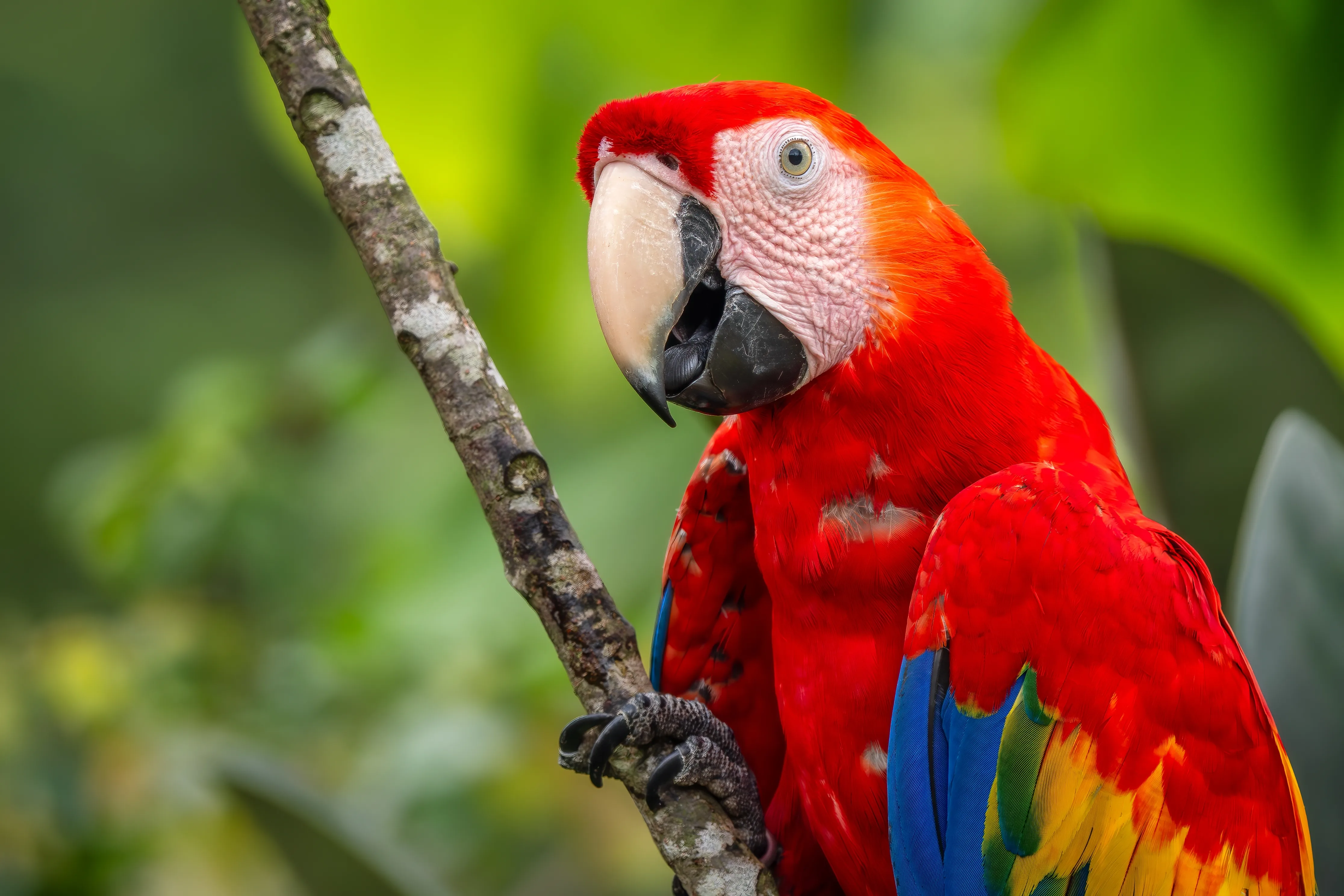Scarlet Macaw shutterstock 2599058891
