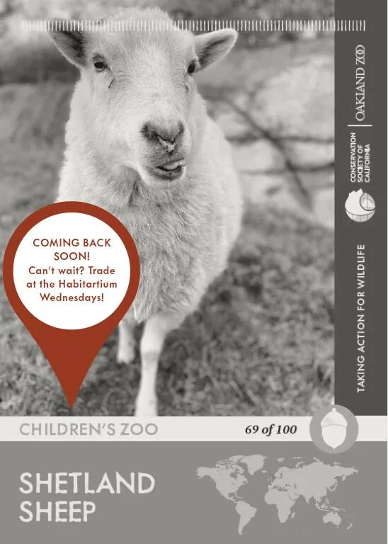 Shetland Sheep Unavailable