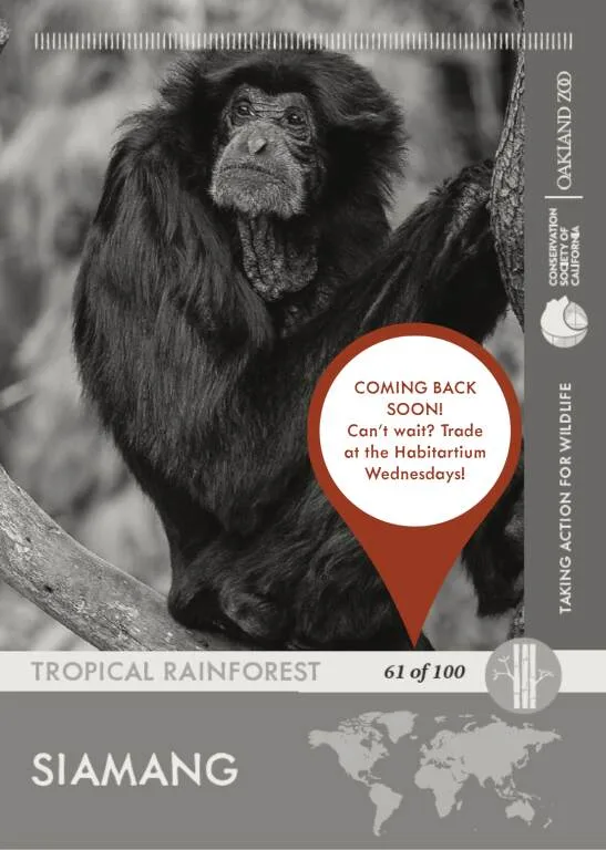 Siamang Unavailable