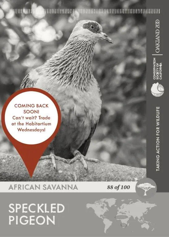 Speckled Pigeon Unavailable