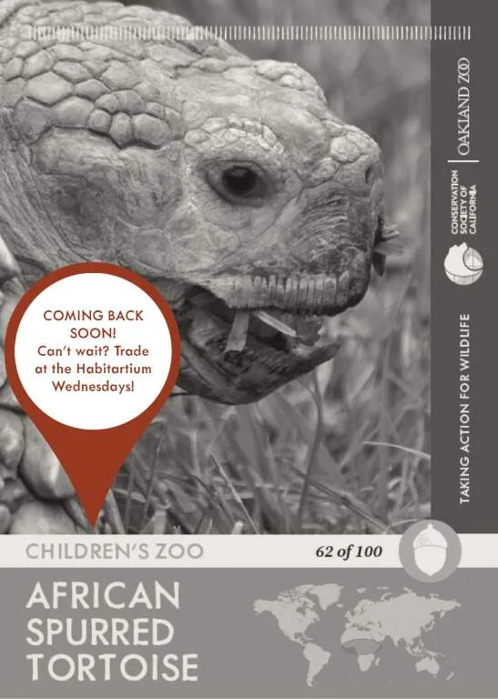 Spurred Tortoise Unavailable