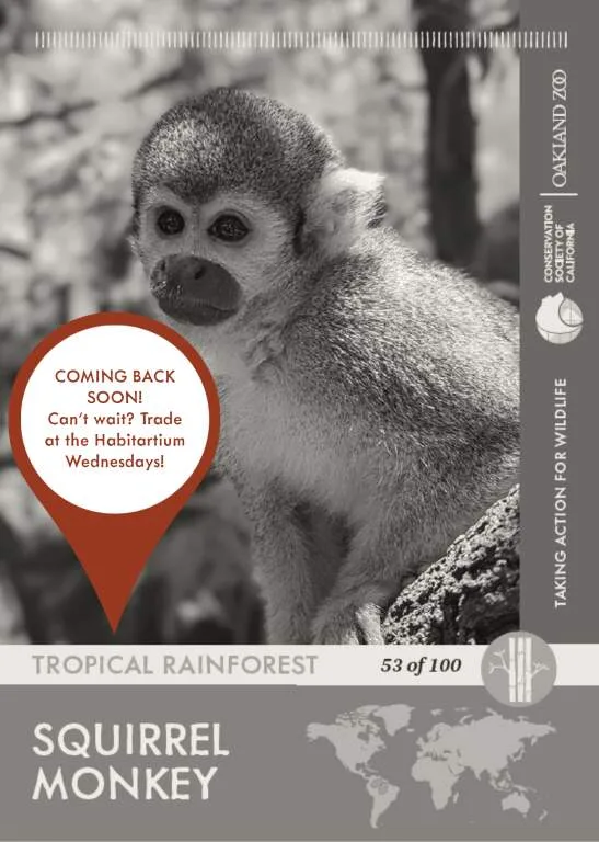 Squirrel Monkey Unavailable