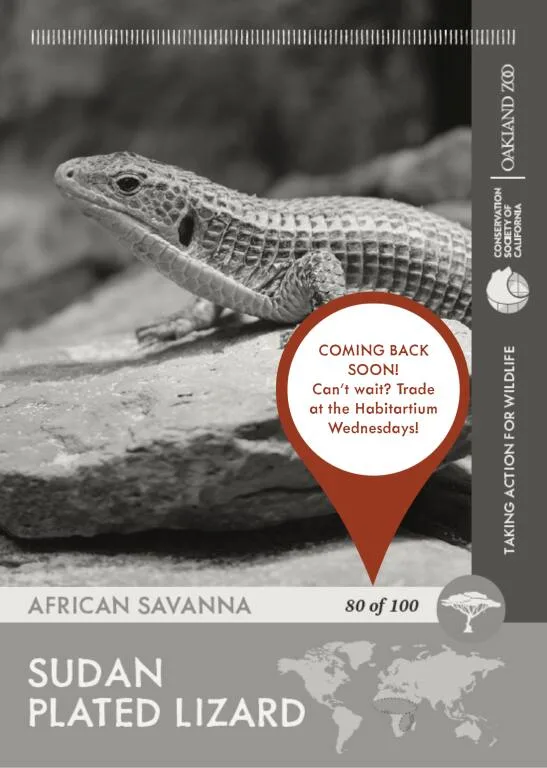Sudan Plated Lizard Unavailable