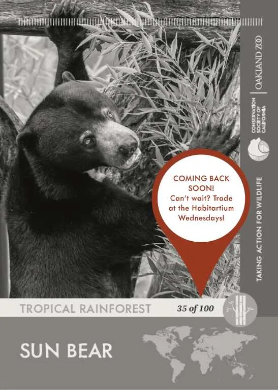 Sun Bear Unavailable