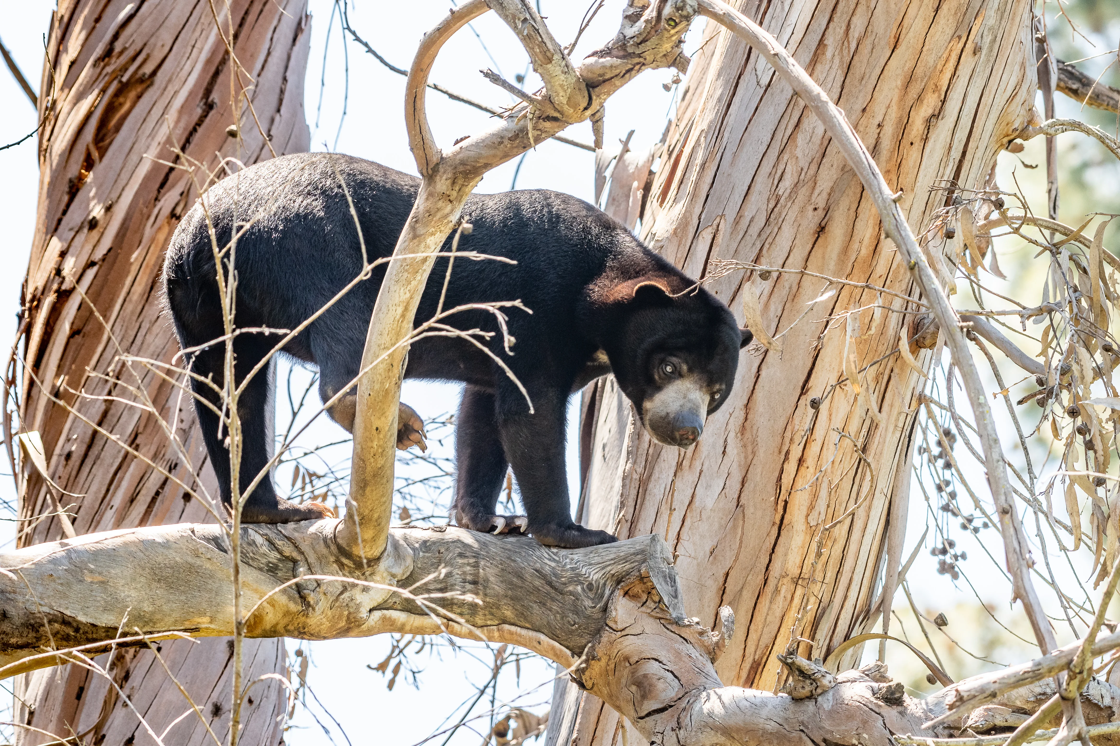 Sun Bear in a tree 5662