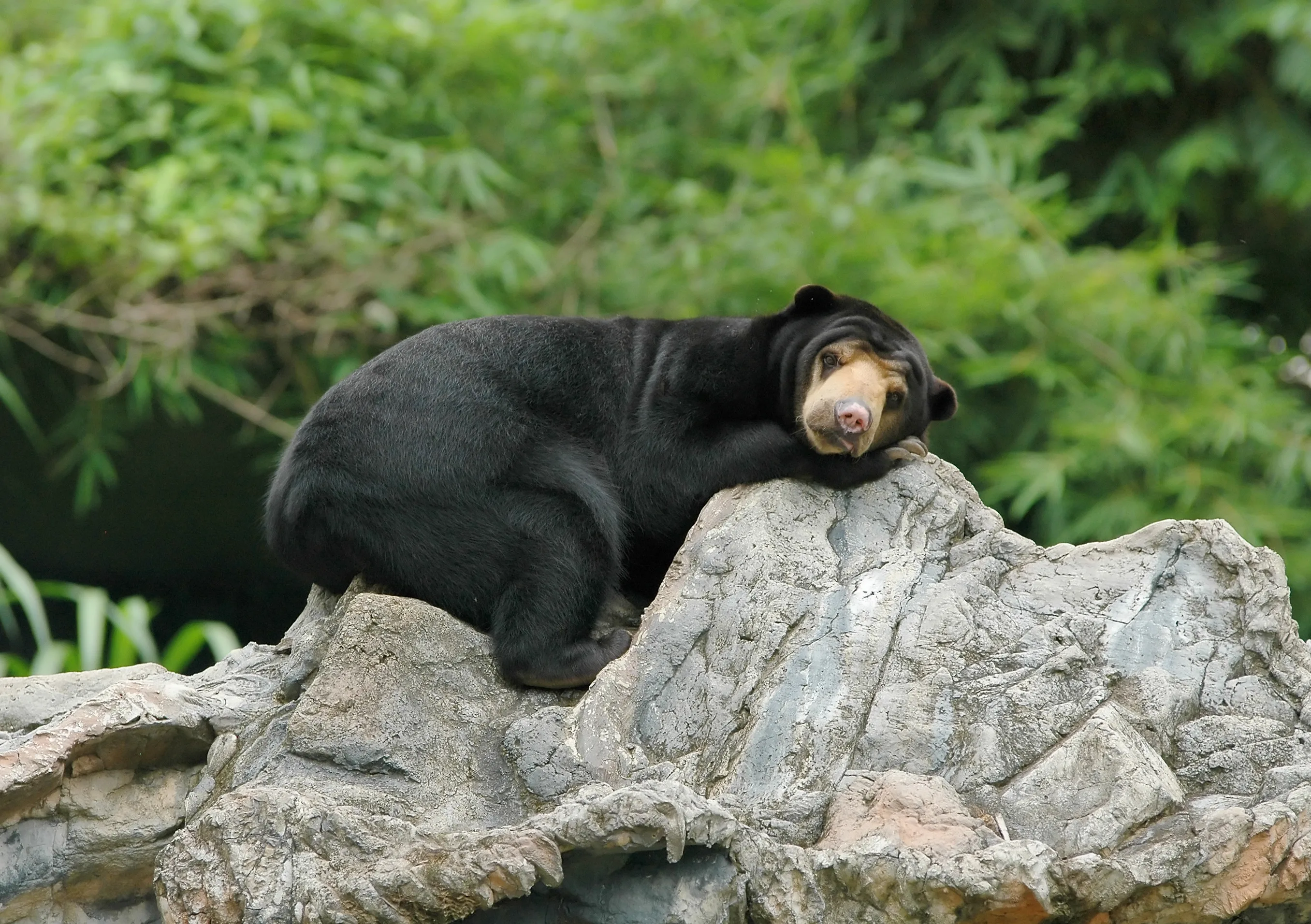 Sun Bears