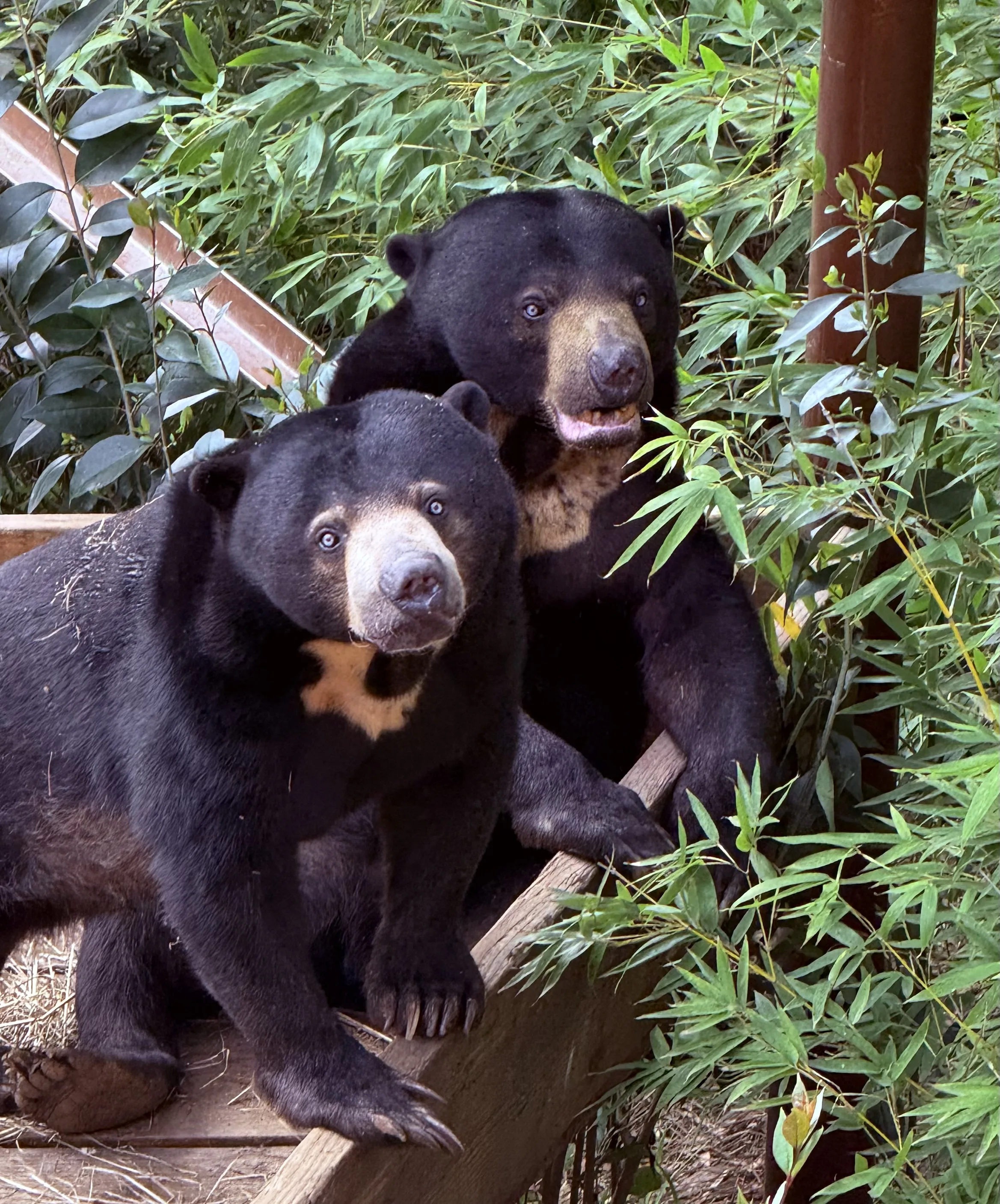 Sun bears say hi Liz Abram FEB 2026 2