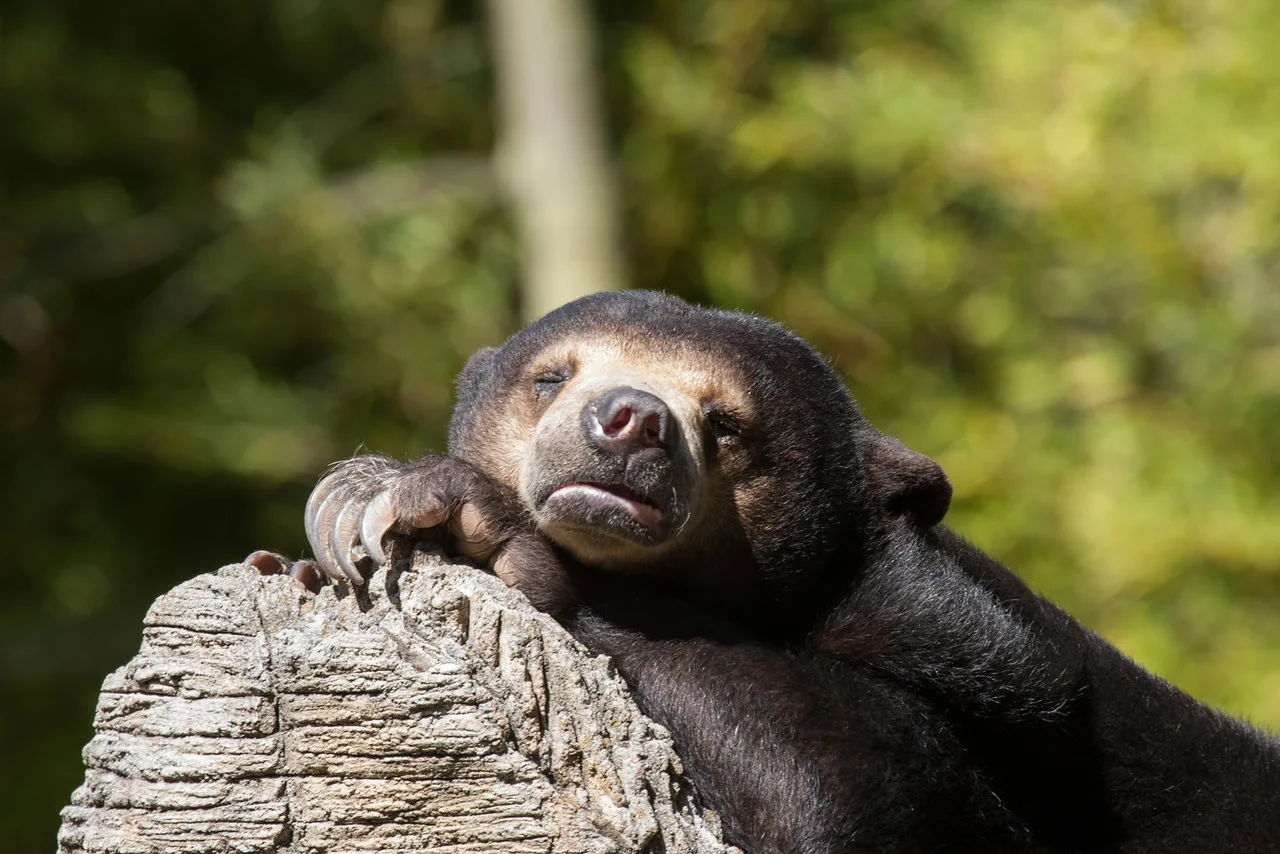 Ting Ting Sun Bear Snooze Steve Goodall