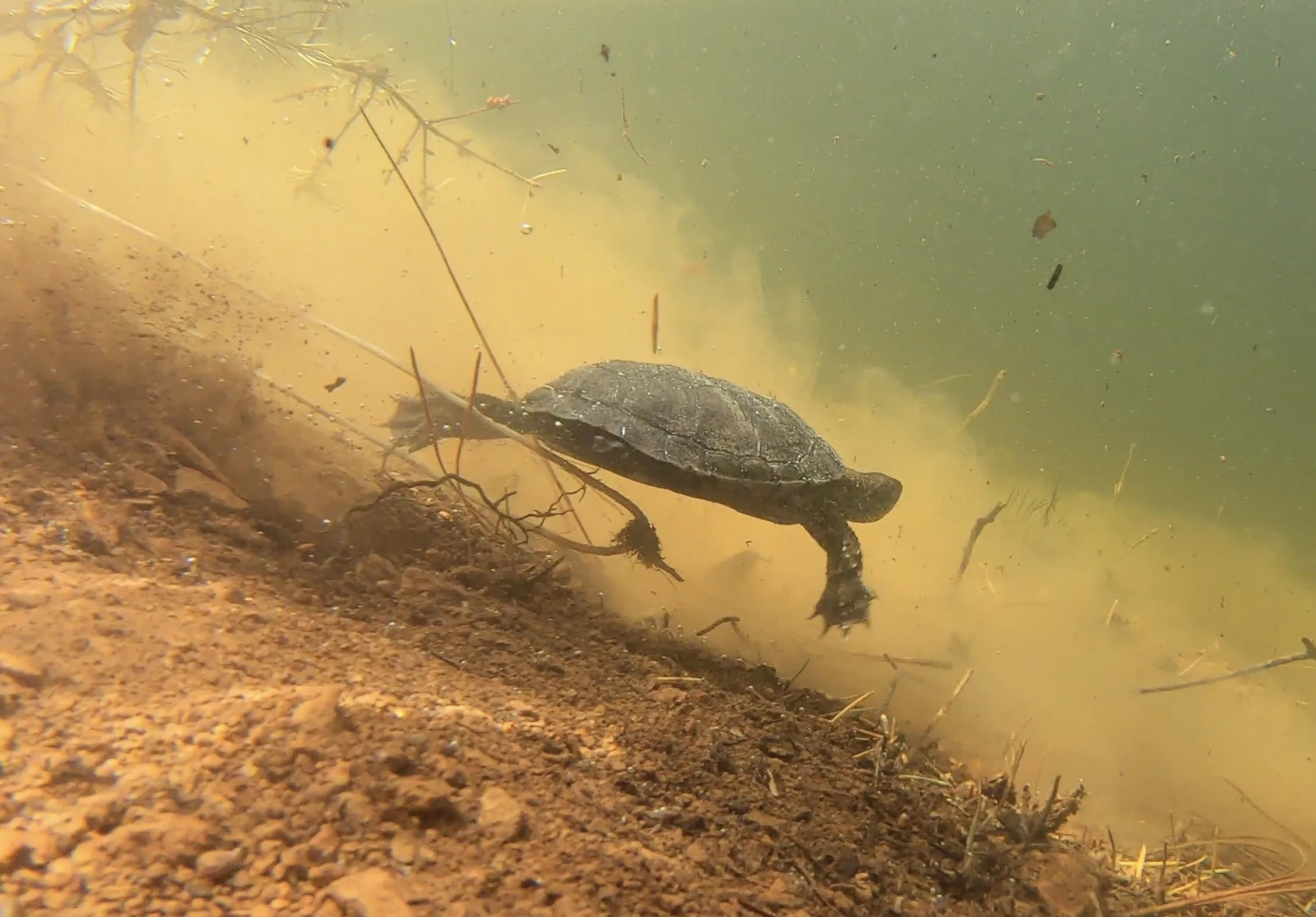 Western pond turtle release Oakland Zoo 4