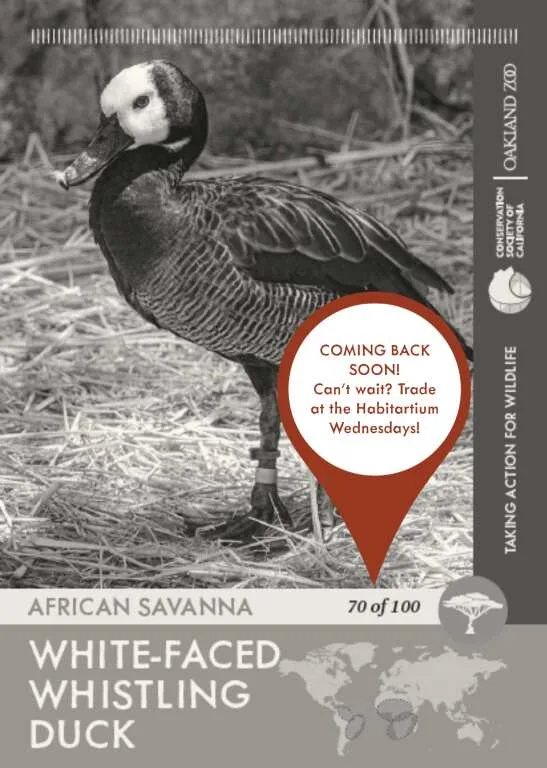 White Faced Whistling Duck Unavailable