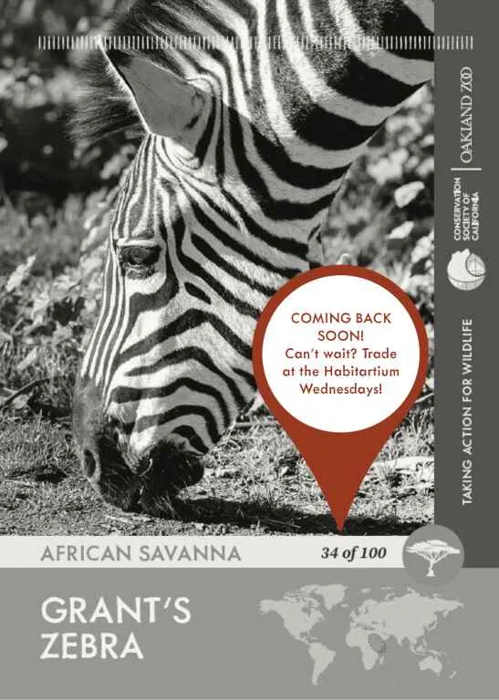Zebra Unavailable