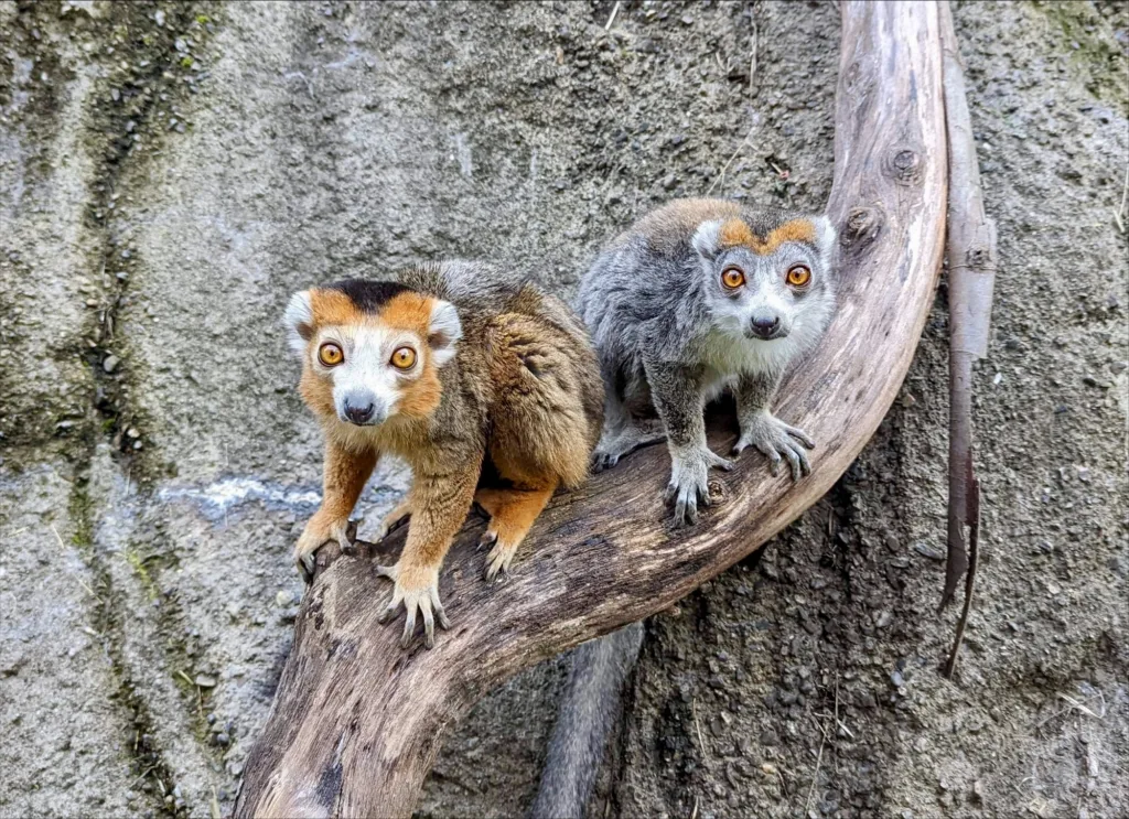 crown lemurs FEB 2022 Brenda