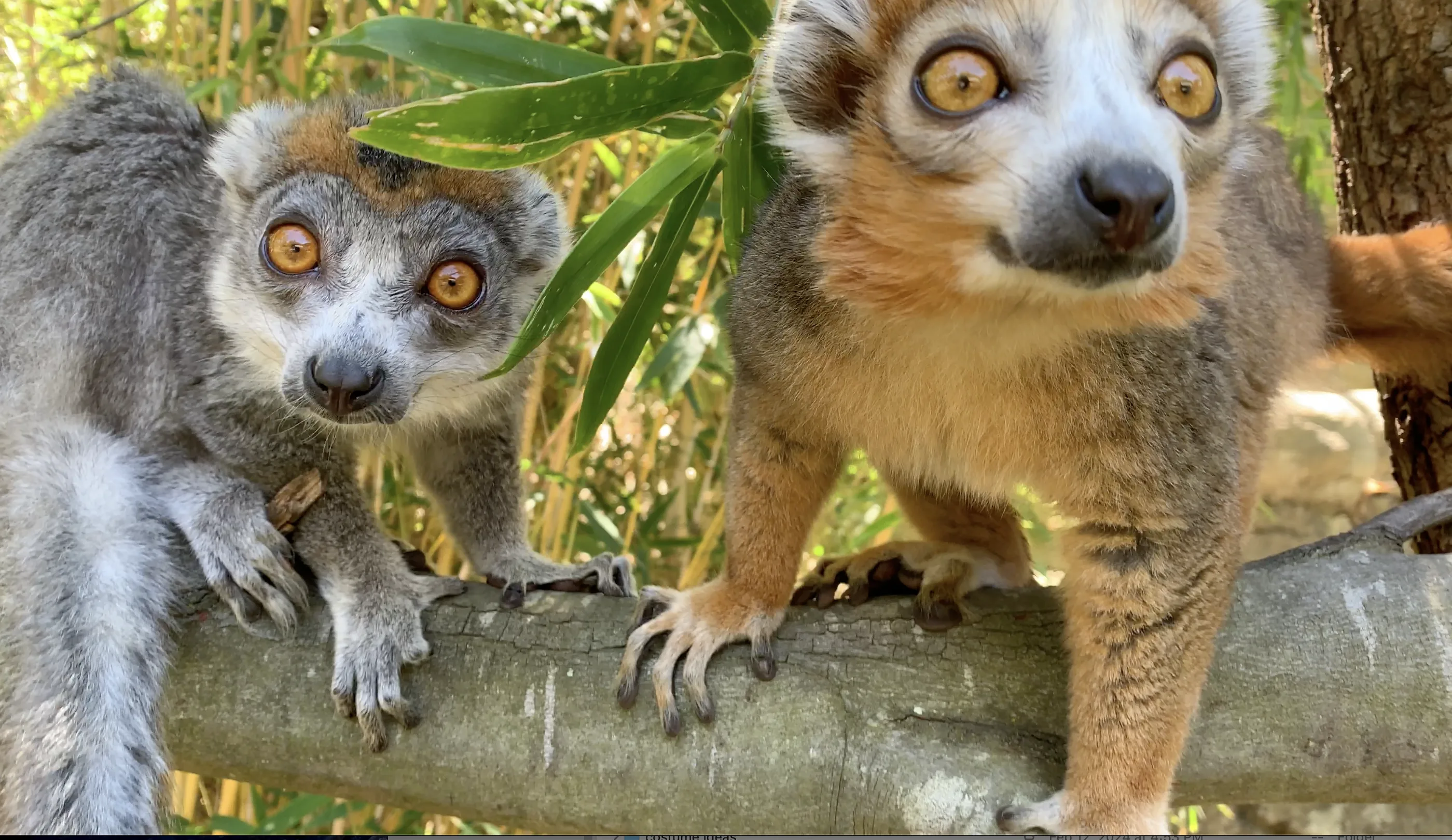 crown lemurs Reuben