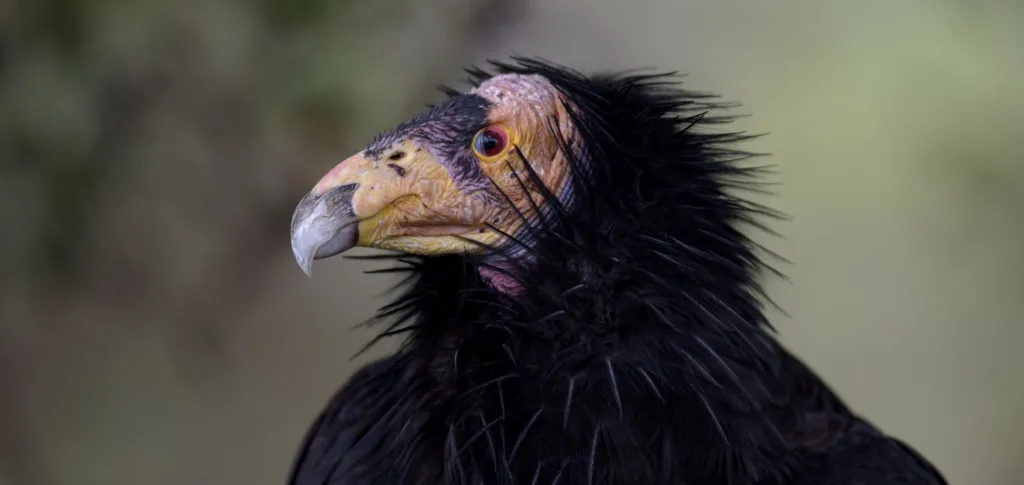 18 California Condor 1
