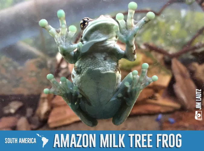 5bbe1fef407eeee263c77efe Amazon20Milk20Tree20Frog
