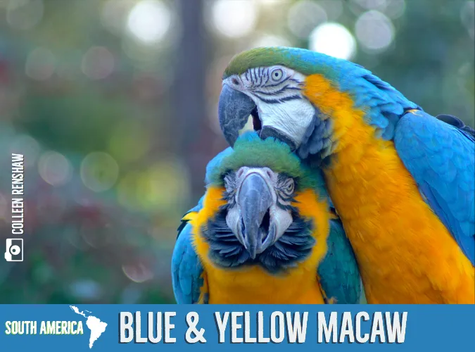 5bbe205380ec90feefc75aa8 Blue20and20Yellow20Macaw 2