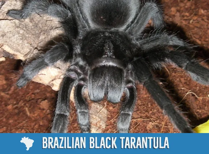 5bbe20a6d9409e3e90904ba5 Brazilian20Black20Tarantula
