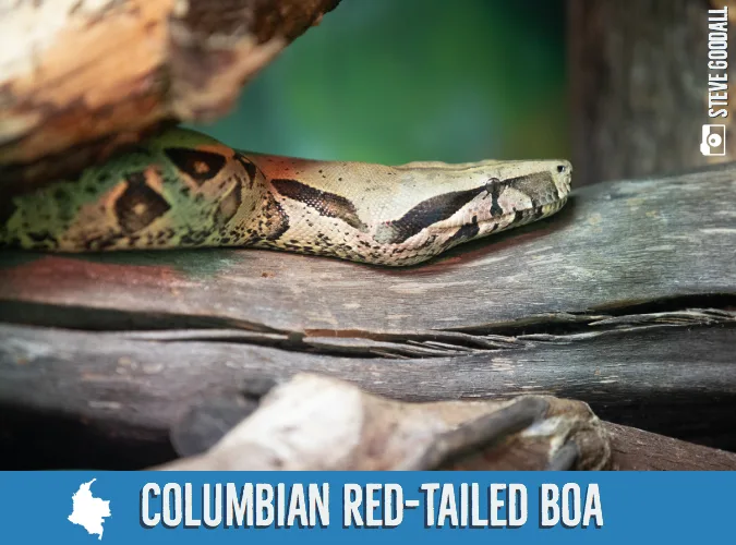 5bbe21bd31eefb75c9a01f61 Columbian20Red Tailed20Boa