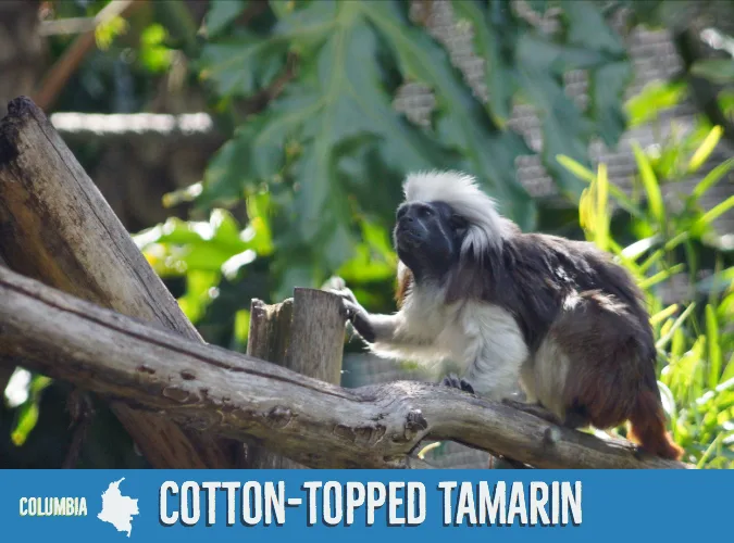 5bbe22708bd7cfb0ccbdb816 Cotton Topped20Tamarin