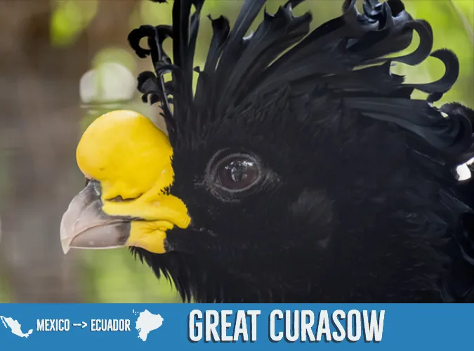 5bbe22fb914e4e544d140416 Great20Currasow