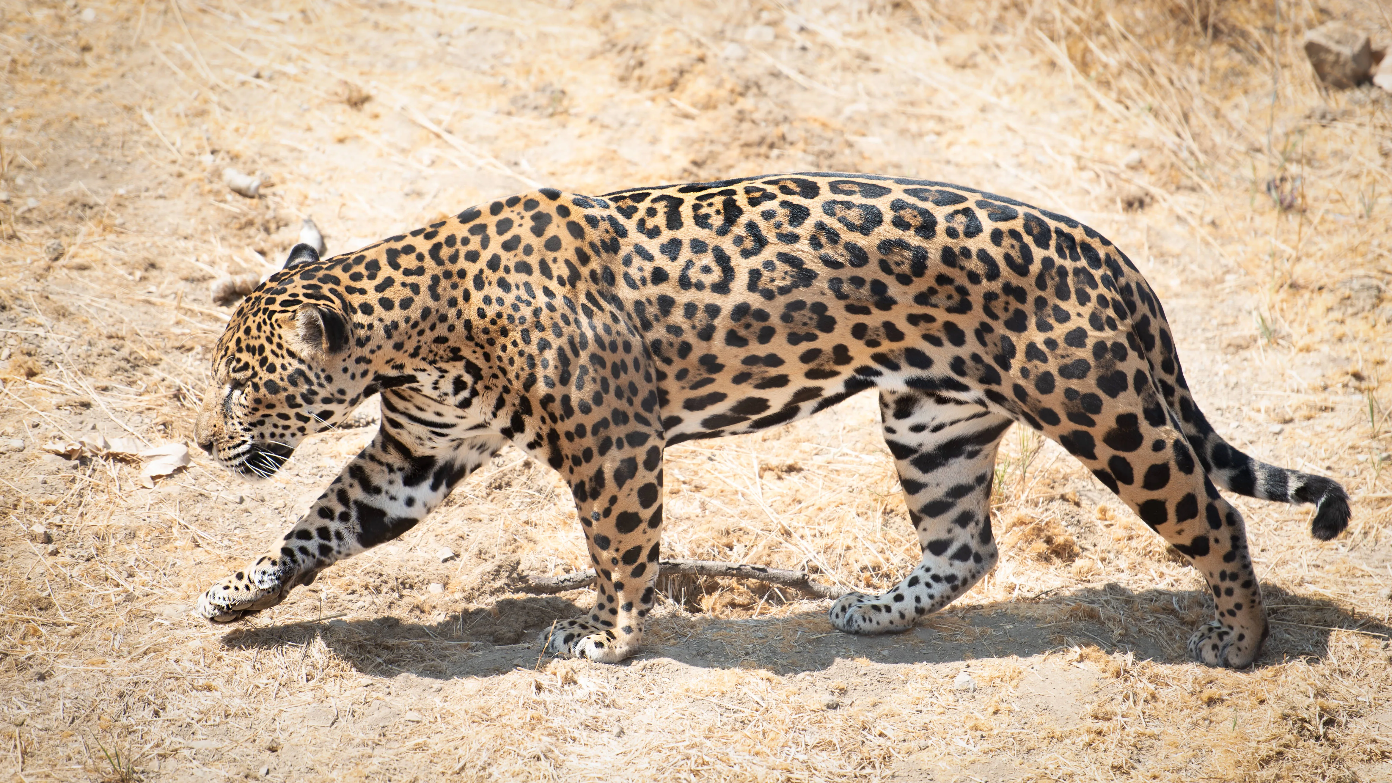 5bbe23459bcc013989d9f26f Jaguar20 20Steven20Gotz20 7