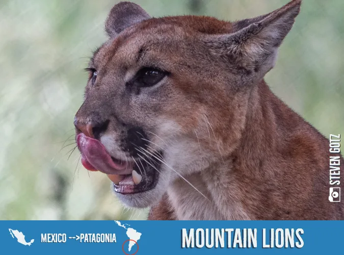 5bbe23b19193d51e8f939a90 Mountain20Lions202