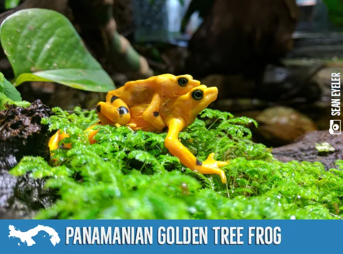 5bbe23f8d9409e9f04904bbd Panamanian20Golden20Tree20Frog