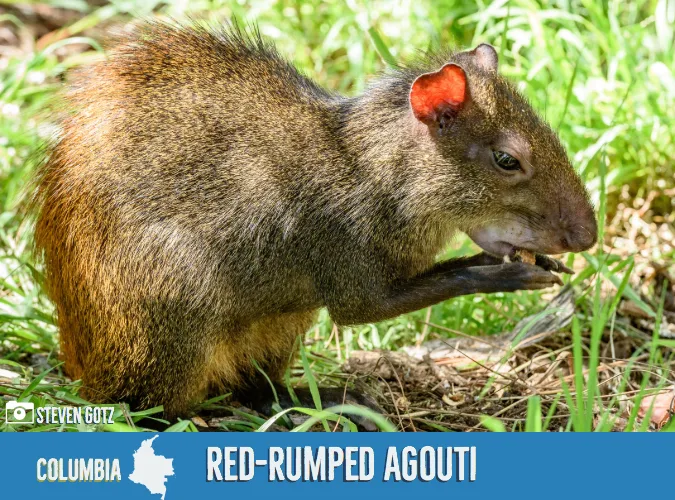 5bbe246e914e4e4dcb140423 Red rumped20Agouti 2
