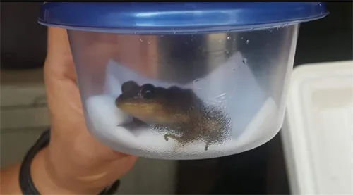 5bbe3ca709ce3d92331ed7c3 Frog20In20Tupperware