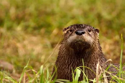 5bc0cd3bb05e36b12a591f55 2 Otter
