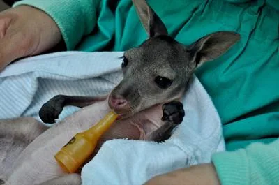 5bc0cd69b05e363c85591f56 4 Wallaroo