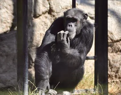 5bc0cd7cc3b5ff9884e19ca4 5 Chimp