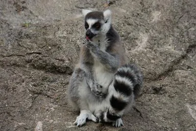 5bc0cdbff9964576a5b13afc 7 Lemurs
