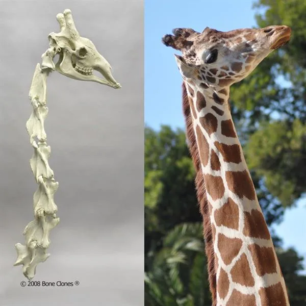 5bc0e5ef9979eb3c9636ce19 Giraffe20Neck