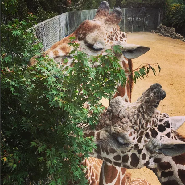 5bc0e66d0d0dd13c64996aaf GiraffesEating JessicaReal