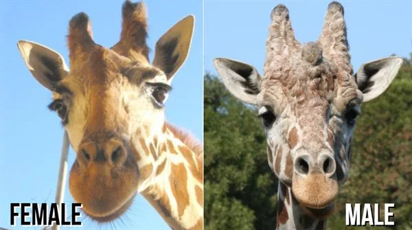 5bc0e68d4963ee4180cb00a9 Male20Female20Giraffes